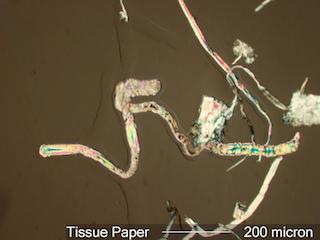 Paper Fiber from Tissue