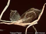 Paper Fiber from Tissue