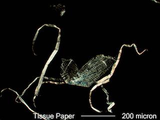 Paper Fiber from Tissue