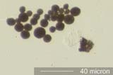Toner Particles