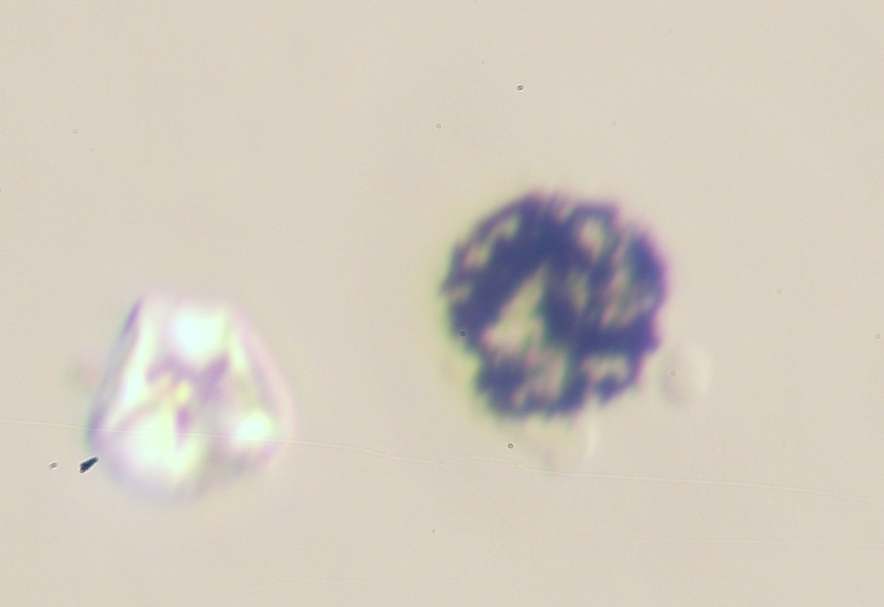 Toner Under the Microscope