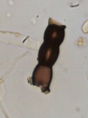 Torula Spore