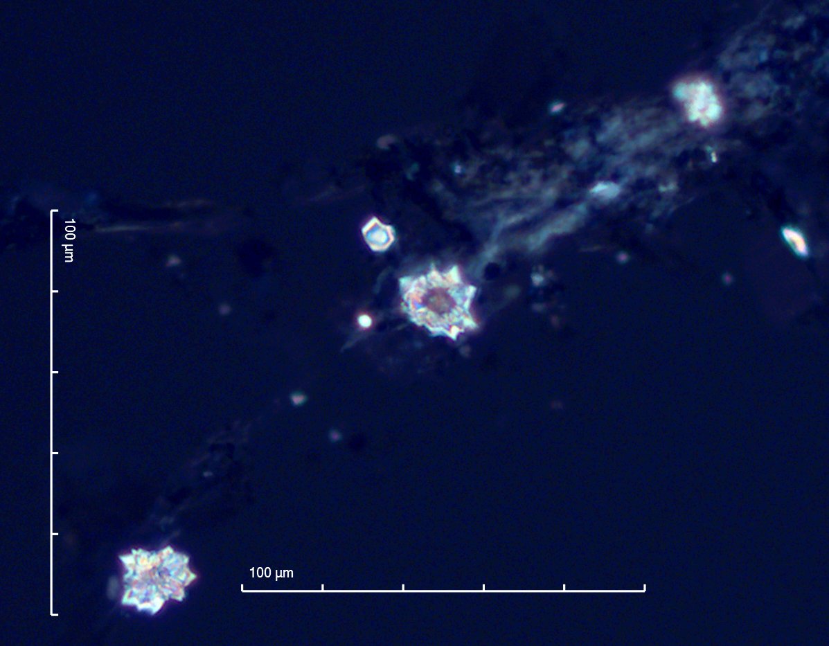 Heteromeles arbutifolia Leaf Phytoliths