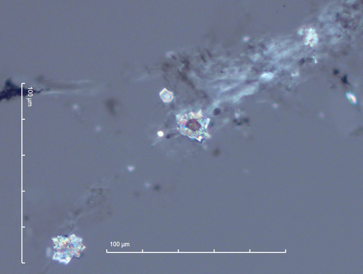 Heteromeles arbutifolia Leaf Phytoliths