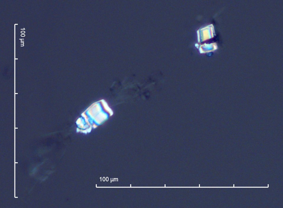 Heteromeles arbutifolia Leaf Phytoliths