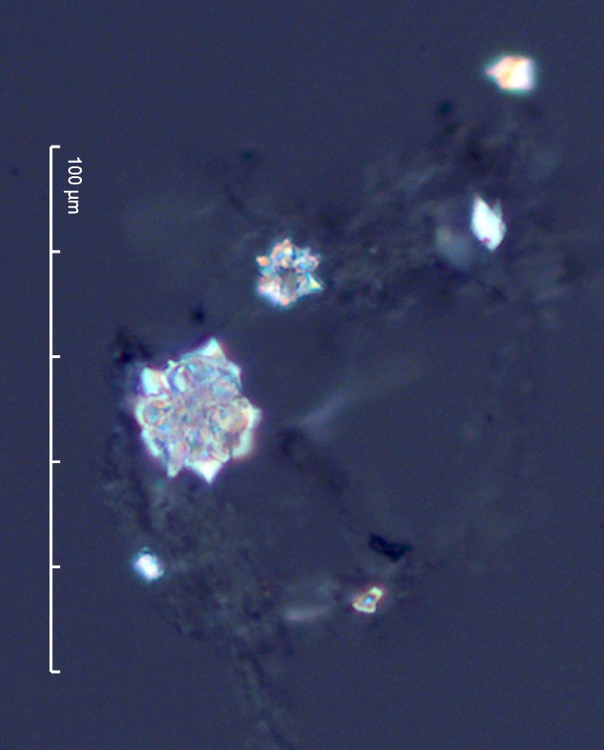 Heteromeles arbutifolia Leaf Phytoliths