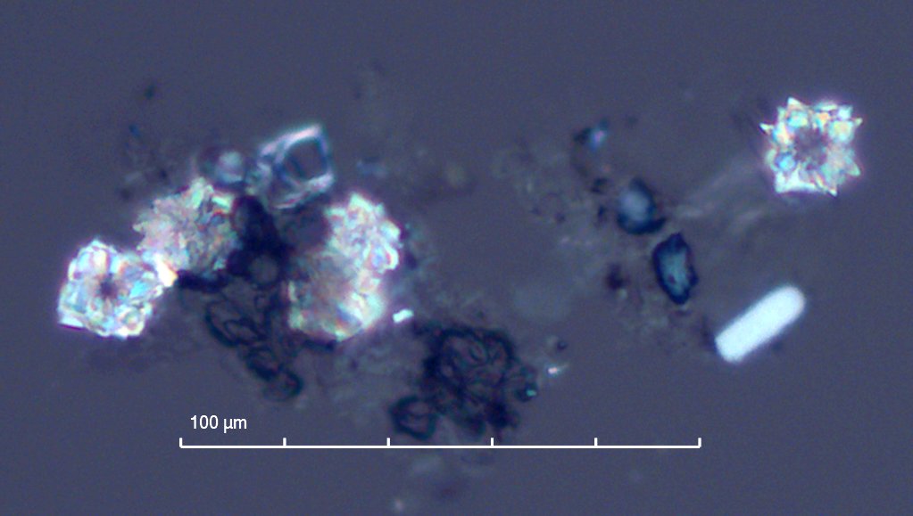 Heteromeles arbutifolia Leaf Phytoliths