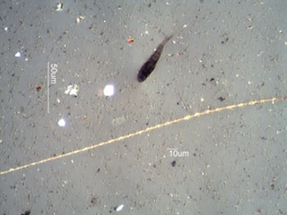 Alternaria Spore