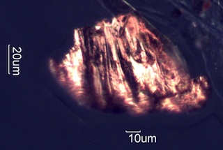 Copper Wear