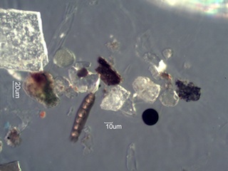 Spores, Pollen, Natural Minerals, etc.
