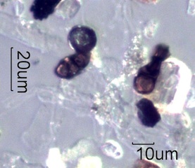 Magnetite Sphere
