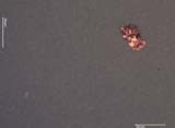 Copper Wear