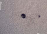 Magnetite Sphere
