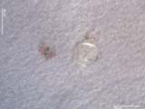 Pollen Grain