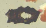 Charred Paper
