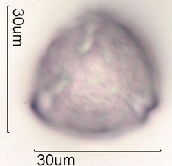 Sweet trefoil (Trigonella caerulea ) Pollen Under the Microscope