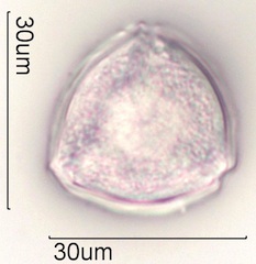 Sweet trefoil (Trigonella caerulea ) Pollen Under the Microscope