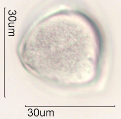 Sweet trefoil (Trigonella caerulea ) Pollen Under the Microscope