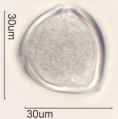 Sweet trefoil (Trigonella caerulea ) Pollen Under the Microscope