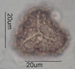 Fern Spore