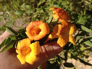 Trumpetbush (Tecoma stans)