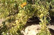 Trumpetbush (Tecoma stans)