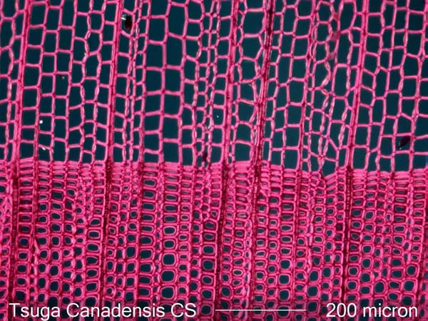 Tsuga Canadensis, Cross-Section