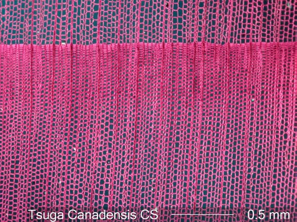 Tsuga Canadensis, Cross-Section