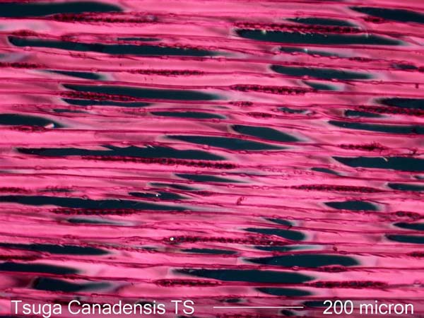 Tsuga Canadensis, Tangential-Section