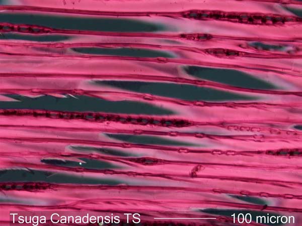 Tsuga Canadensis, Tangential-Section