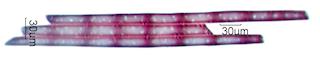 Tsuga Canadensis Fiber