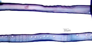 Tsuga Canadensis Fiber