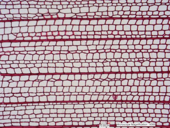 Tsuga Canadensis, Cross-Section