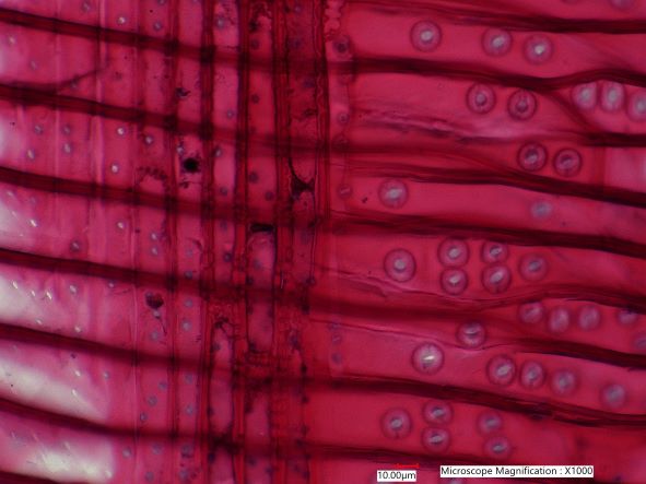 Tsuga Canadensis, Radial-Section