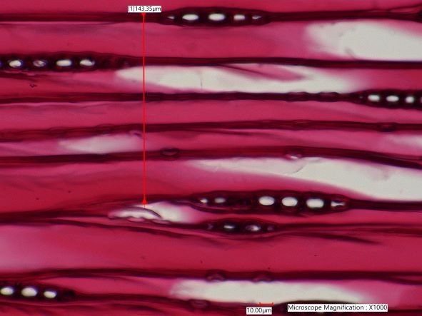 Tsuga Canadensis, Tangential-Section