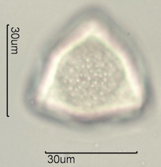 Twinberry Pollen