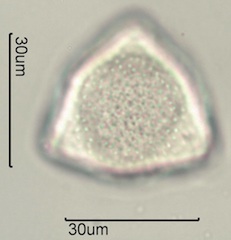 Twinberry Pollen