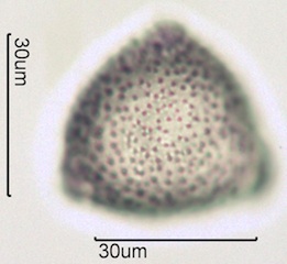 Twinberry Pollen