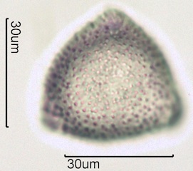 Twinberry Pollen