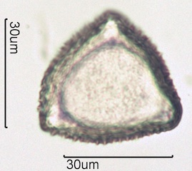 Twinberry Pollen