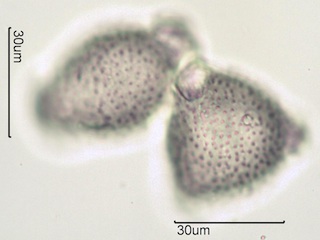 Twinberry Pollen
