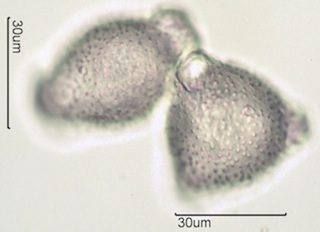 Twinberry Pollen