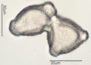 Twinberry Pollen