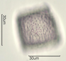 Twinberry Pollen