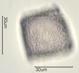 Twinberry Pollen
