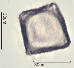 Twinberry Pollen