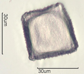 Twinberry Pollen