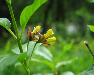 Black Twinberry Flowers (Yellow)