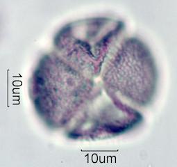 Pieris Pollen