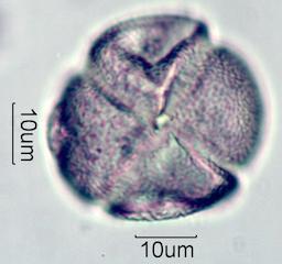 Pieris Pollen